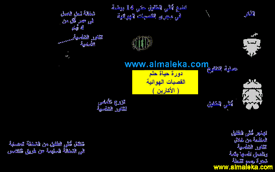 دورة حياة الأكارين