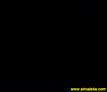 قضيب الذكر ممتد للخارج استعدادا للتلقيح