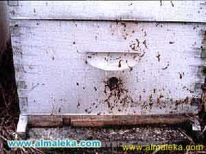 عند الإصابة بالنيوزيما فان براز النحل يمكن مشاهدته فى كل مكان داخل الطائفة وخارجها