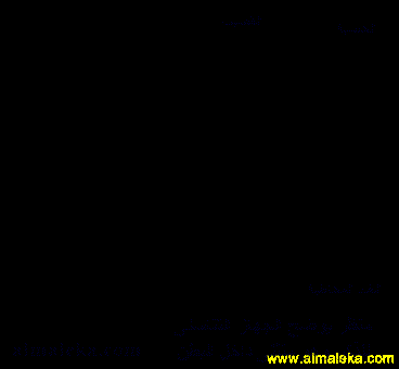 الجهاز التناسلى للذكر وهو منثنى داخل البطن