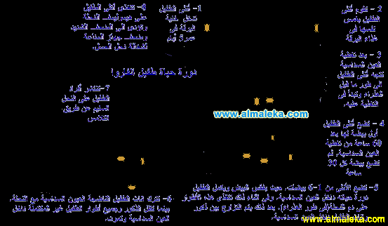 دورة حياة طفيل الفاروا