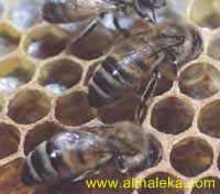 شغالة نحل العسل